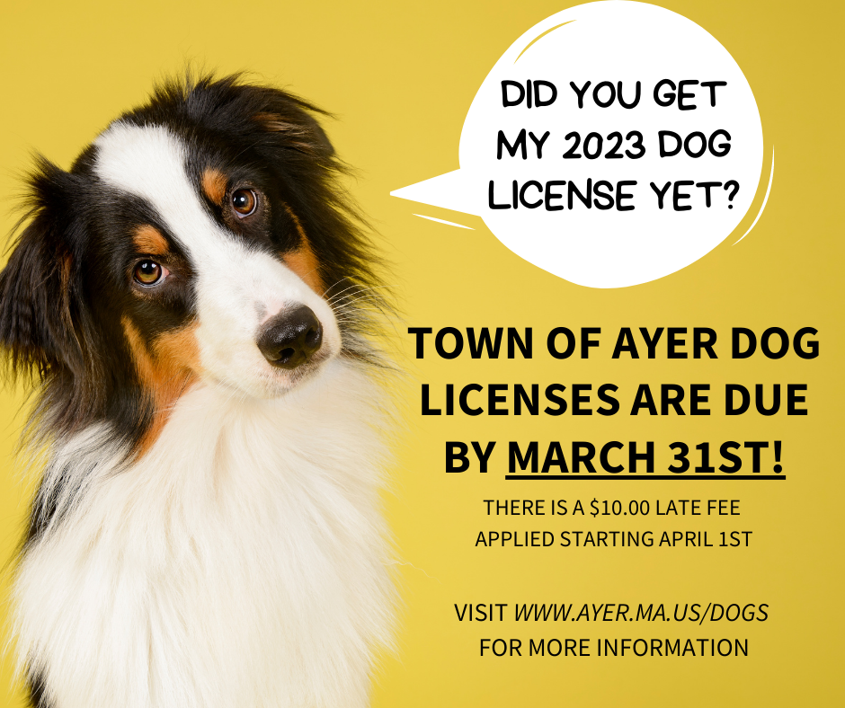 2023 Dog Licenses