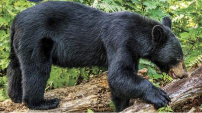 Living with Wildlife - Black Bears