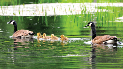 Living with Wildlife - Canada Geese