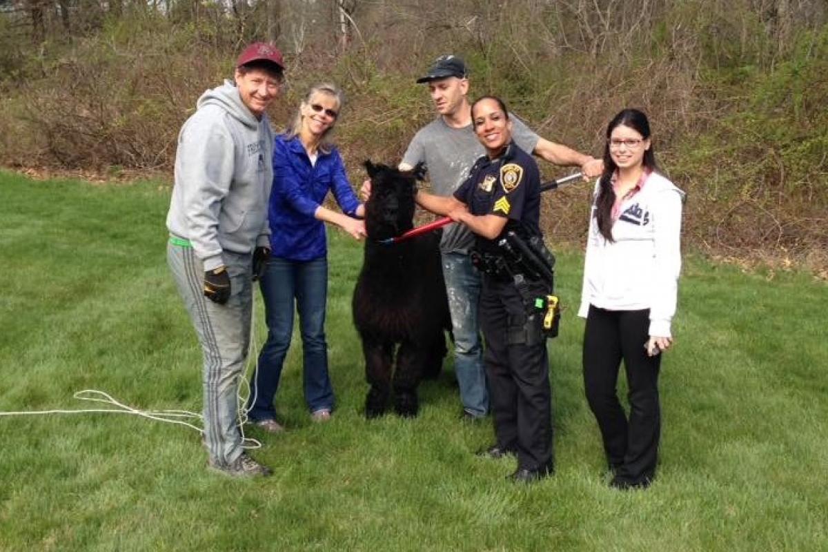 ACO Julie Thomas, Parks & Rec director Jeff Thomas with Shirley PD and Houdini, an alpaca that they reined in!