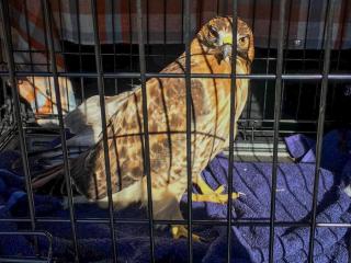 Rescued Red-Tail Hawk