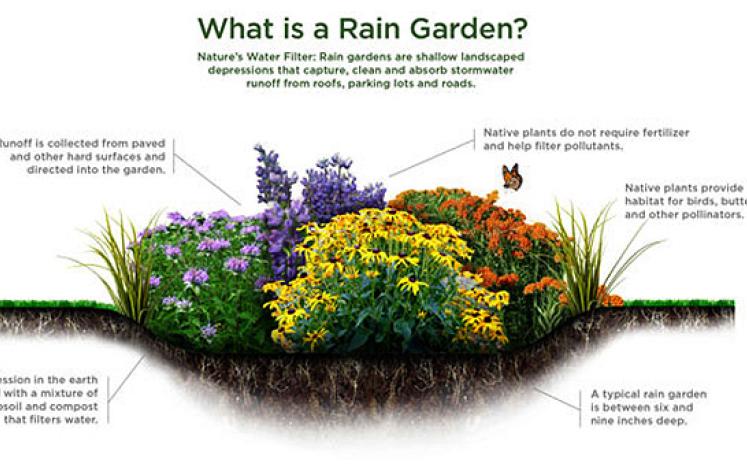Rain Garden Image
